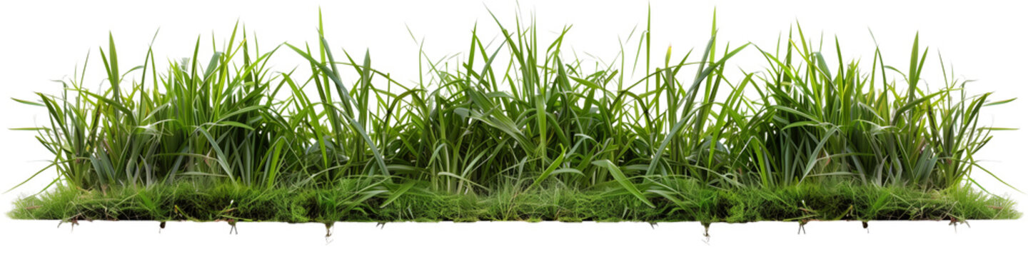 Bermuda grass border, front top view, transparent background