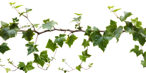 Foto op Canvas Bush grape or three-leaved wild vine cayratia (Cayratia trifolia) liana ivy plant bush, nature frame jungle border, isolated on transparent background © SRITE KHATUN