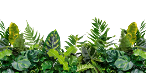 Green and variegated leaves of tropical foliage plants bush with various types of ferns, philodendron, Calathea peacock plant, and Ti plant, isolated on transparent background