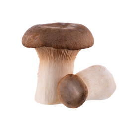 King oyster mushroom isolated on white background. Pleurotus eryngii mushroom.