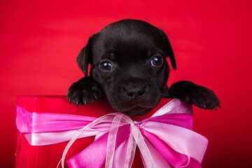 American Staffordshire Bull Terrier dog puppy in a box with bow on red background