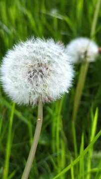 A dandelion is the main focus of the image, with its white petals and green stem