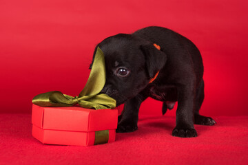 American Staffordshire Bull Terrier dog puppy with gift bow on red background