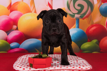 American Staffordshire Bull Terrier dog puppy with gift bow on red background