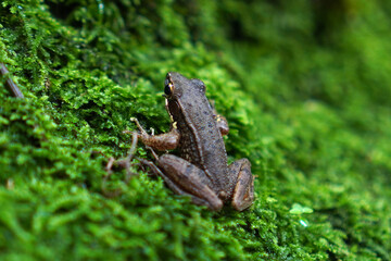 European brown frog (Rana temporaria) on a mossy rock