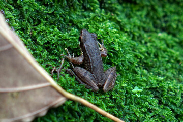 European brown frog (Rana temporaria) on a mossy rock