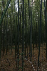  Arashiyama's Sagano area in Kyoto