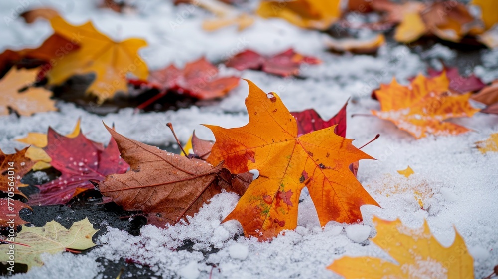 Poster collection of autumn leaves scattered and resting on the snowy ground, creating a contrast of colors