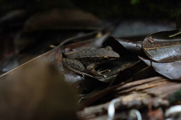 European brown frog (Rana temporaria) on a mossy rock