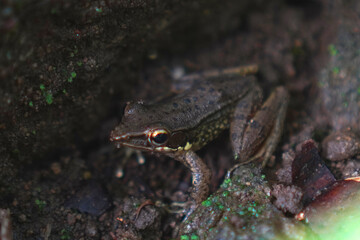 European brown frog (Rana temporaria) on a mossy rock