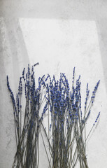 Bunch of fresh lavender on bright background.Empty space. Natural light
