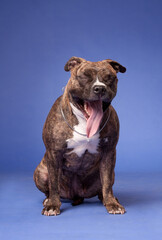American Staffordshire Terrier yawning dog on a blue background