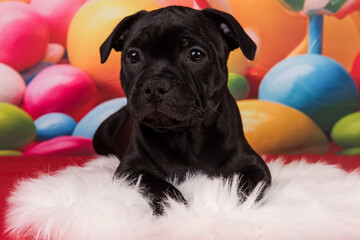 American Staffordshire Bull Terrier dog puppy on red background