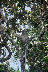 Macaque monkey on the tree in the forest