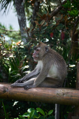 Naklejka na ściany i meble Macaque monkey on the tree in the forest