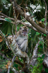 Macaque monkey on the tree in the forest