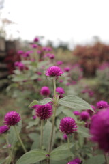 Globe amaranth Gomphrena globosa Flowers Closeup. Flowerbed with globe amaranth Gomphrena globosa