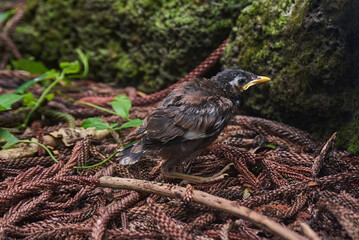 Mayna bird chick in the middle of the forest