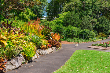 Sydney, Australia - 04 March 2023: Royal Botanic Garden Sydney, Green urban space in the center of...