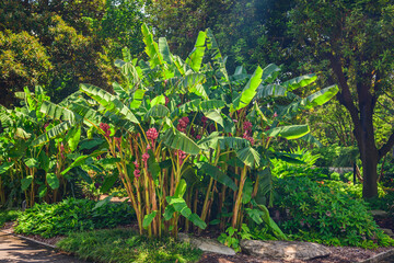 Green banana tree with fruits on the branch, lush vegetation in the park, view on a summer sunny day.