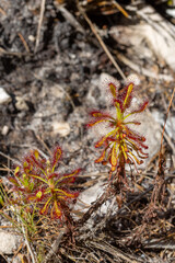 Drosera glabripes in natural habitat close to Hermanus in the Western Cape of South Africa