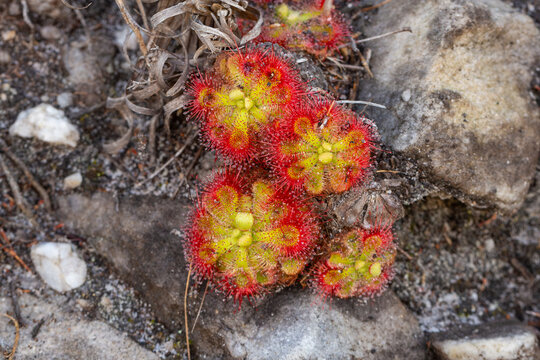 Carnivorous Plants: Drosera xerophila in natural habitat close to Hermanus in the Western Cape of South Africa