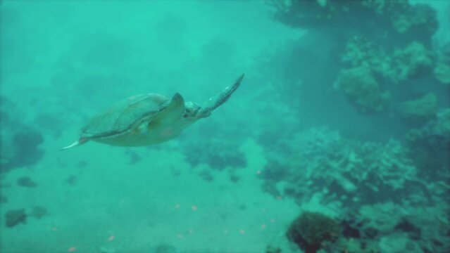 Sea Turtle Swimming Near Rocks in a Coral Reef