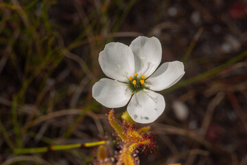 White flower of Drosera cistiflora, taken in natural habitat near Hermanus in South Africa