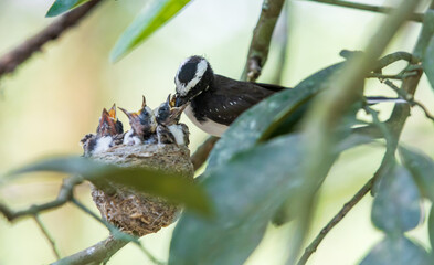 White-browed fantail Feeding cubs, caught pray flycatcher
