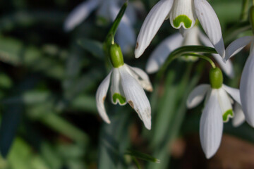 White snowdrops. Blurred foreground. Green horizontal backdrop