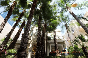 Tel Aviv Israel 03/28/2024. Buildings and structures of Tel Aviv through the foliage of tall trees.