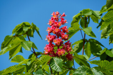 Close up of beautiful blossom of red horse chestnut (aesculus x carnea) tree. Spring concept for...