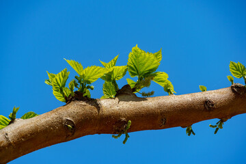 Close up photo of Mulberry blossom. May be Korean Mulberry Morus indica blossom.