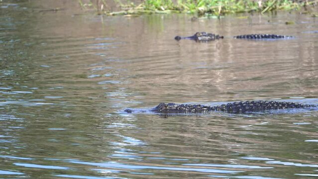 Close-up of American alligator swimming in fresh water lake in Florida, USA