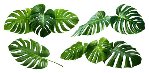 Set of green monstera leaves, cut out