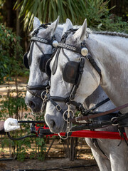 Horses with saddlery details for carriage horses at the M&aacute;laga Fair
