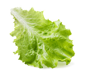Lettuce leaf close-up on a white background. - 770581678