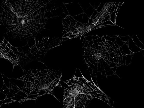 Spider web texture stock image use black background