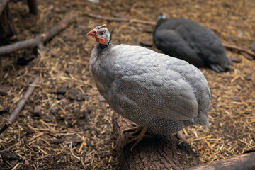 Domestic guinea fowl, or pearl hen, a domesticated form of the helmeted guineafowl (Numida meleagris) close-up.