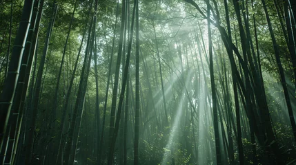 Zelfklevend Fotobehang A dense bamboo forest with shafts of light filtering through the tall stalks creating a peaceful and mystical atmosphere. © Martin