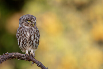 A little owl perched on a branch.