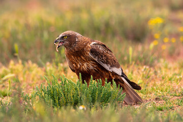 Male western marsh harrier, Circus aeruginosus