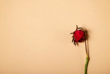Dry red rose, dead flower, dried flower, still life