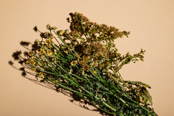 bunch of yellow flowers, dried flowers, still life, dead flowers