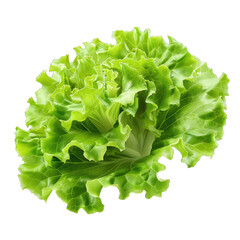 green fresh lettuce isolated on white background