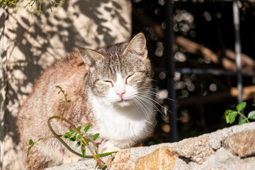 An adult tabby stray cat dozes on a wall warming itself with the first rays of the sun
