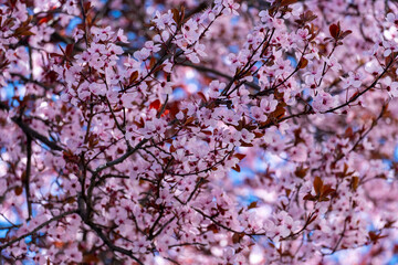 Almond flowers closeup. Flowering branches of an almond tree in an orchard. Explosion of color in the countryside announcing the arrival of spring.