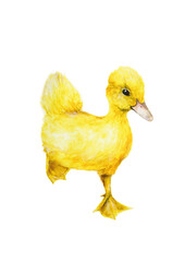 ducklings- clover - Enten kücken - Klee