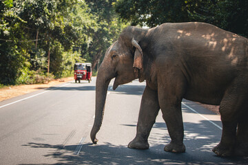 Wild elephant crossing main road while red tuk tuk gives him the right of way. Habarana in Sri Lanka..