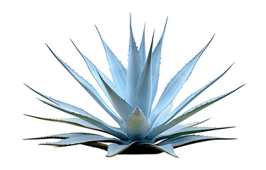 Blue agave, aloe vera plant on white or transparent background PNG